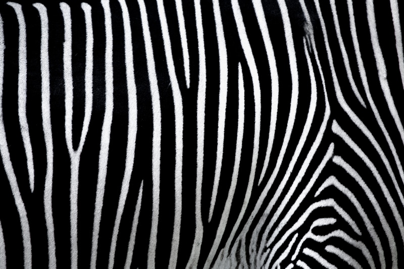 animal wildlife, drawing, abstract, herbivorous, fur, striped, texture, no people, safari, background, pattern, crosswalk, animal themes, zebra, one animal