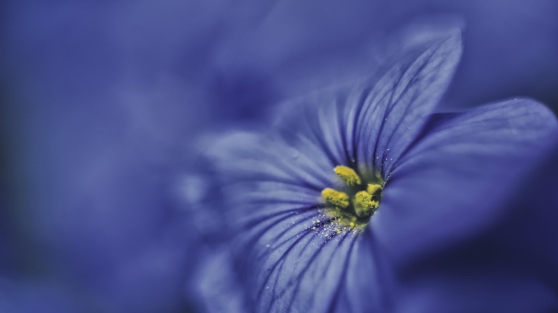 photography, pleasure, closeup photography, nature, bloom, bleu, flower, quiet, macro, scent, NIKON, softness, NIKKOR, f/1.8, nikon D750, fleur, EUROPE