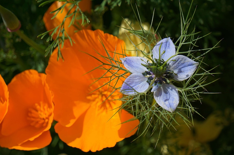 growth, vulnerability, 4K, fragility, freshness, botanique, flower head, inflorescence, floraison, nature, flowering plant, flore, plant, jardin, orange color
