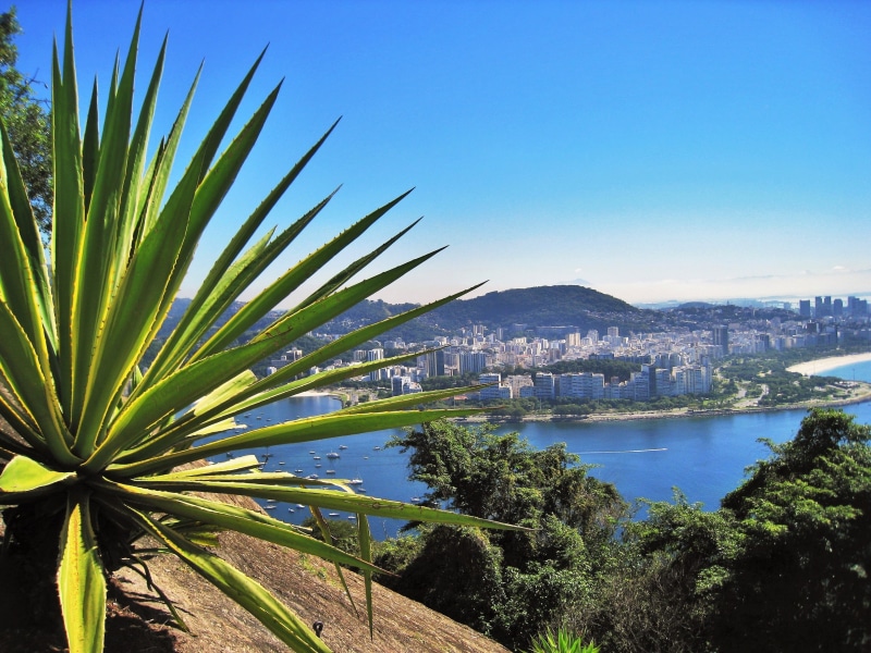 clear sky, palm, cityscape, gorgeous, city, water, blue, beauty in nature, day, distant view, known, built structure, sugarloaf, famous, big city, stunning