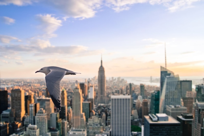 nature, animals in the wild, tall - high, outdoors, cloud - sky, animal themes, lights, york, spire, architecture, modern, financial district, futuristic
