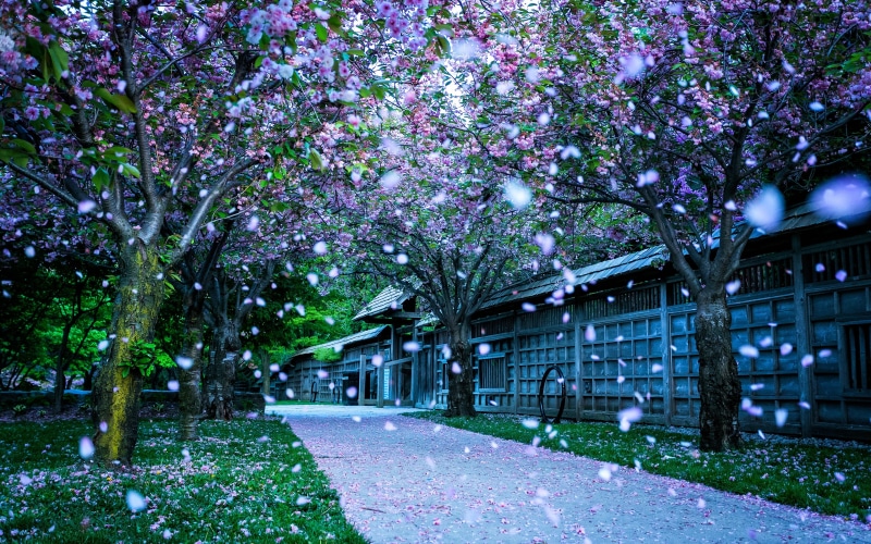 flowers, summer, beauty In Nature, snow, footpath, sky, road, branch, path, grass, pink Color, green Color, no People, built Structure, cherry blossom