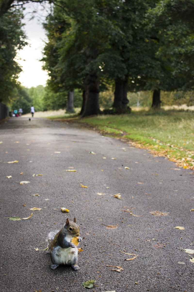 road, Gardens, animal, no people, domestic, rodent, animal themes, day, street, 5K, plant, domestic animals, mammal, outdoors, pets, squirrel, transportation