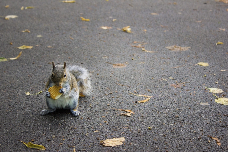 Gita, vertebrate, rodent, mammal, London, city, food and drink, animal, no people, eating, park, England, food, day, outdoors, squirrel, animal wildlife