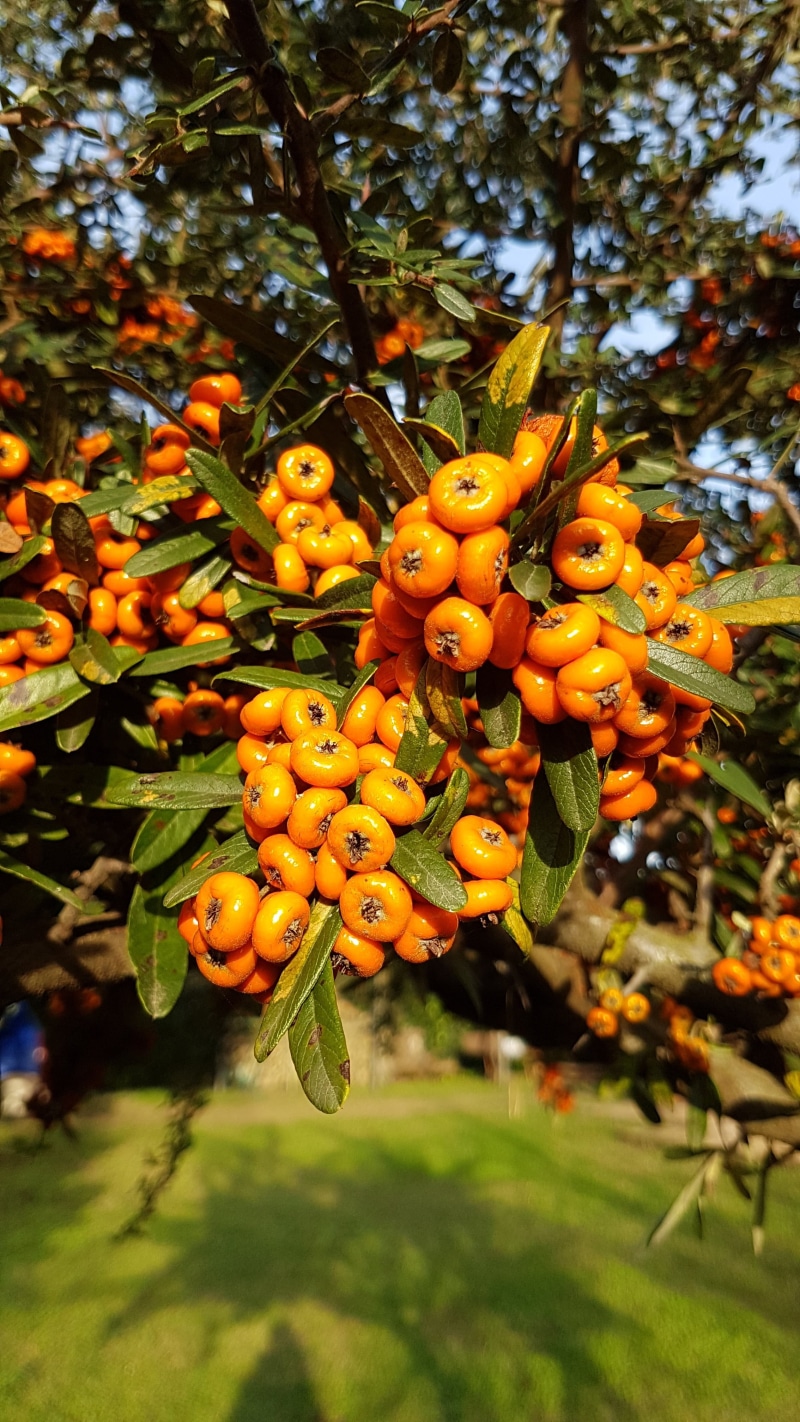 orange color, hot, growth, branch, close-up, nature, fruit, plant, parks, ripe, park, beauty in nature, food and drink, focus on foreground, gita, day