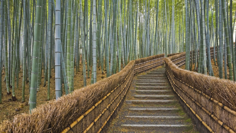 growth, beauty in nature, landscape, tropical Rainforest, branch, footpath, direction, plant, Kyoto, no People, forest, fence, scenics, day, bamboo Grove