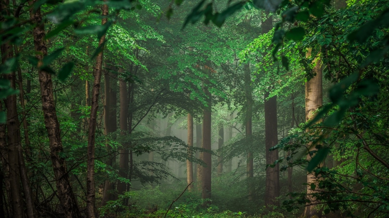 wallpaper-8k-0, illustration, 8K, forest
