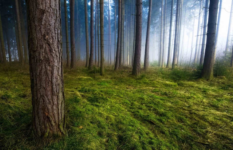 nature, outdoors, beauty in nature, day, green, tranquility, scenics - nature, tree, non-urban scene, land, no people, morning, trees, tranquil scene, landscape
