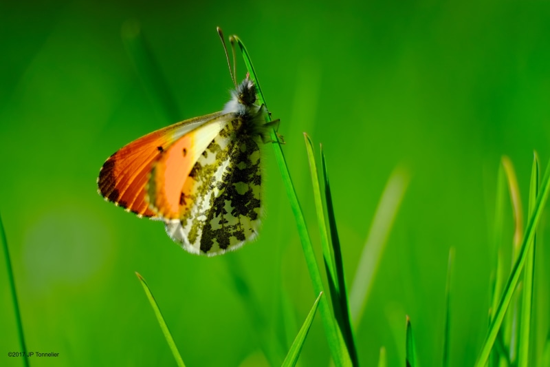 France, green grass, orange tip Butterfly, perching, grass, ngc, summer, close-up, animal, Fuji, photography, Papillon, green, Macro, flower, animal Wing