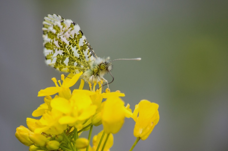 蝴蝶, butterfly, focus, summer, papillon, bokeh, Orange Tip, belfast, petaled, lagan, Anthocharis cardamines, dof, selective, flower, northern  ireland, nikon  d3200