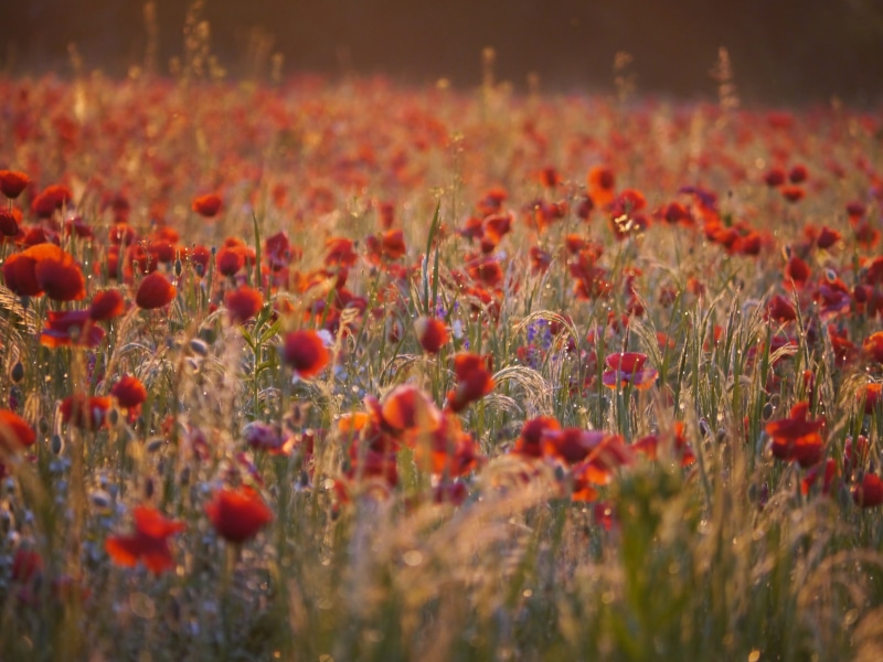 auroral lights, poppy, vulnerability, meadow, plant, nature, selective, flower, red poppy, landscape, meadow flower, selective focus, tranquility, outdoors