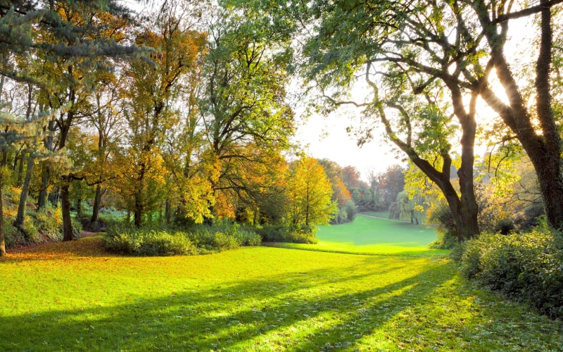 forest, grass, Nature, autumn forest, Autumn park, beautiful scene, sun rays, sunlight, 2K, sunbeams, landscape, trees, green field