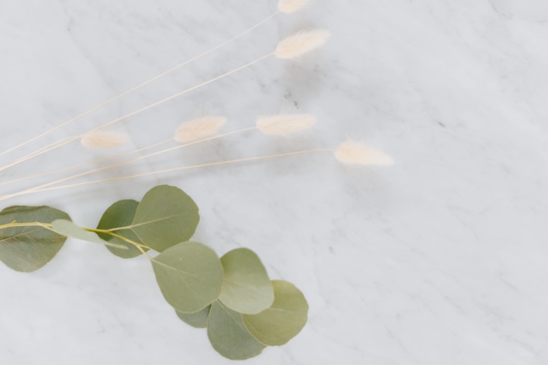 close-up, bright, leaf, white marble, vulnerability, flatlay, flowers, fragility, green color, dried, plant, eucalyptus, white, day, tranquility, high angle view