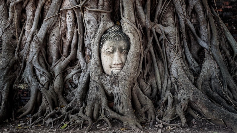 temple, branch, thailand, belief, male likeness, buddha, place of worship, architecture, human representation, building, outdoors, woodland, day, plant