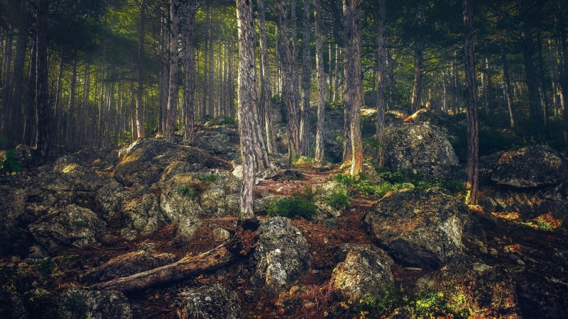 crimean peninsula, trunk, twilight, vegetation, trees, wilderness, crimea, woody plant, alupka, woodland, tree, 4K, nature, forest, stones