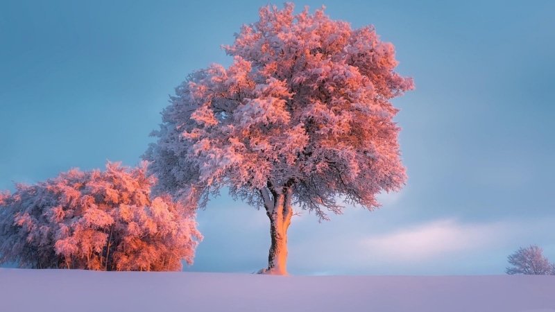 idyllic, sky, tree, scenics - nature, bush, tranquil scene, non-urban scene, change, woody plant, outdoors, 1080P, day, no people, tranquility, sunset
