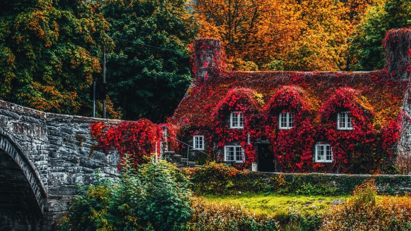 wales, plant, landscape, nature, house, europe, river conwy, conwy county borough, tree, snowdonia, 4K, shrub, leaf, united kingdom, woody plant, autumn
