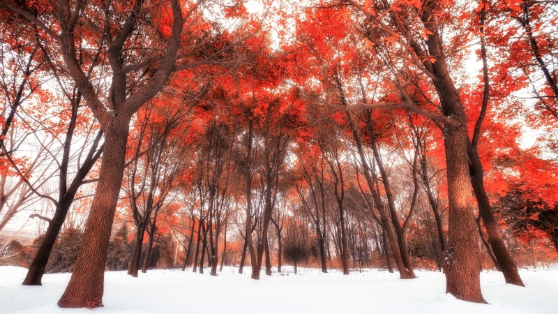 beauty in nature, nature, red leaves, tree trunk, outdoors, woody plant, change, 4K, winter, branch, plant, orange color, deciduous, tranquil scene, tranquility