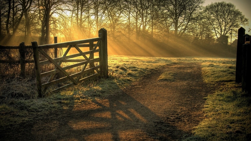 sky, tranquil scene, path, land, light, field, landscape, plant, outdoors, woodland, gate, woody plant, nature, fence, sunlight, non-urban scene, pinfold