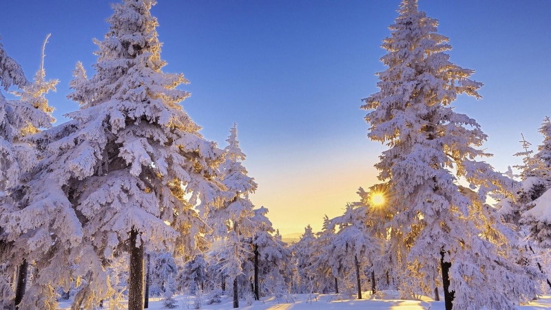 winter, snowy, scenics - nature, tranquil scene, cold temperature, forest, landscape, nature, coniferous tree, sun, spruce, woody plant, white color, fir tree