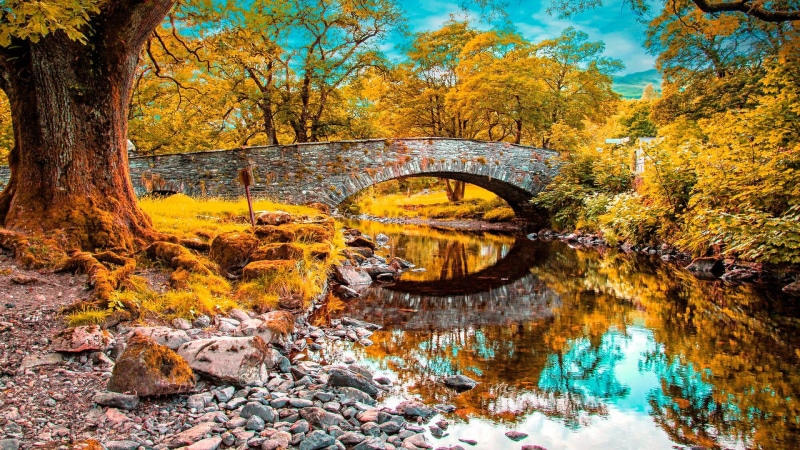 nature, water, autumn, yellow, woody plant, 1080P, deciduous, leaves, landscape, plant, reflection, stream, watercourse, tree