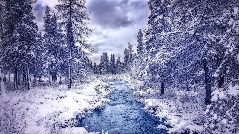 beauty in nature, day, growth, non-urban scene, pine tree, woody plant, woodland, landscape, covering, scenics - nature, land, no people, coniferous tree