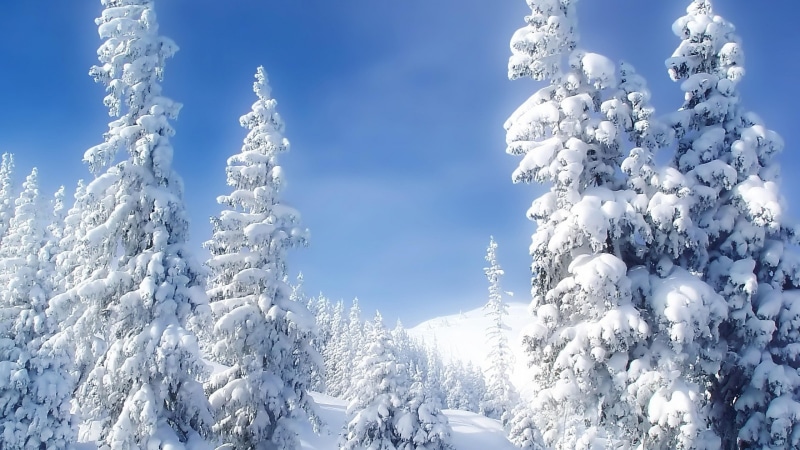 pine, cloud - sky, environment, tranquility, snowy, snow, covering, sky, no people, winter, scenery, nature, cold temperature, cloud, tree, day, blue, frost