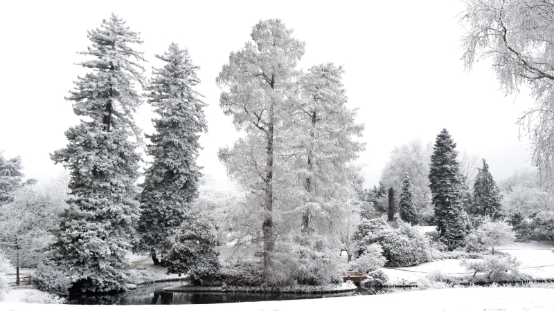 coniferous tree, nantes, france, pine family, conifer, frost, 4K, no people, spruce, snowing, tranquility, beauty in nature, monochrome photography, nature