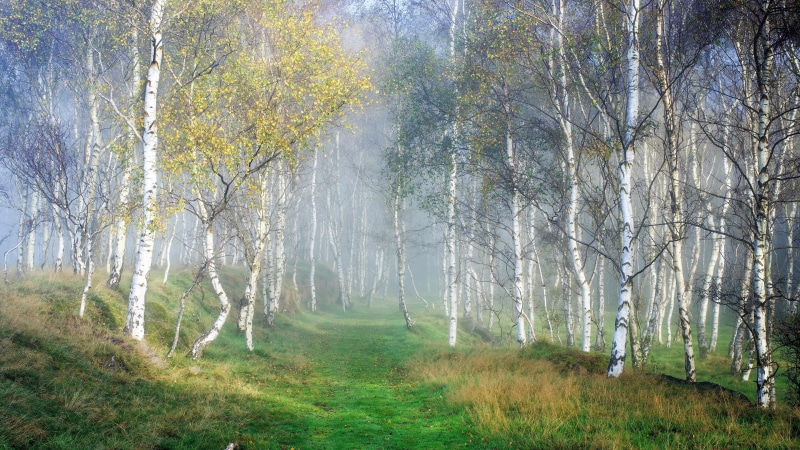 beauty in nature, outdoors, tree, 5k uhd, birch forest, woodland, land, 5K, forest, tranquil scene, green color, woody plant, fog, birch, non-urban scene