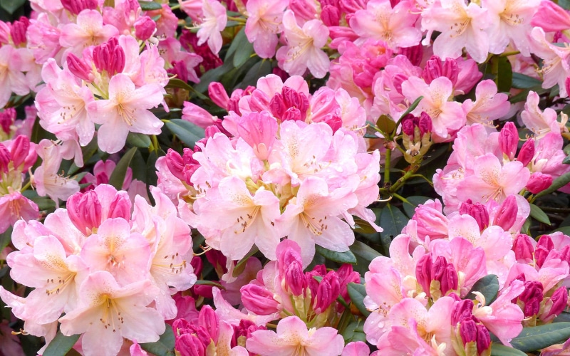 heights, appalachian, national, nepal, woody, ericaceae, 4K, mountains, rhododendron, flower, southern, species, plants, america, family, north