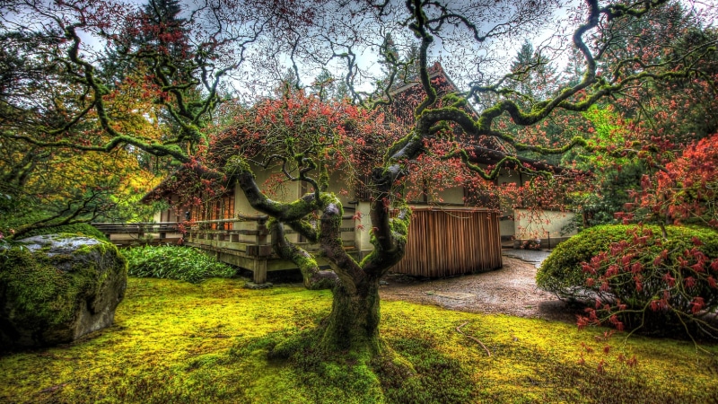 branch, autumn, japanese garden, flora, grass, water, united kingdom, portland, plant, garden, nature, usa, portland japanese garden, 4K, woody plant