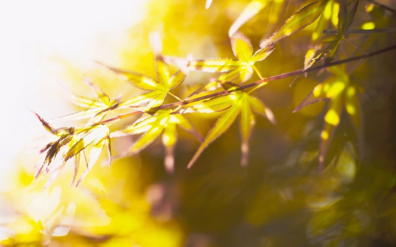 nature, leafed, selective Focus, color Image, autumn, bright, outdoors, leaf, herb, yellow, branch, environment, no People, growth, defocused, plant, japanese Maple