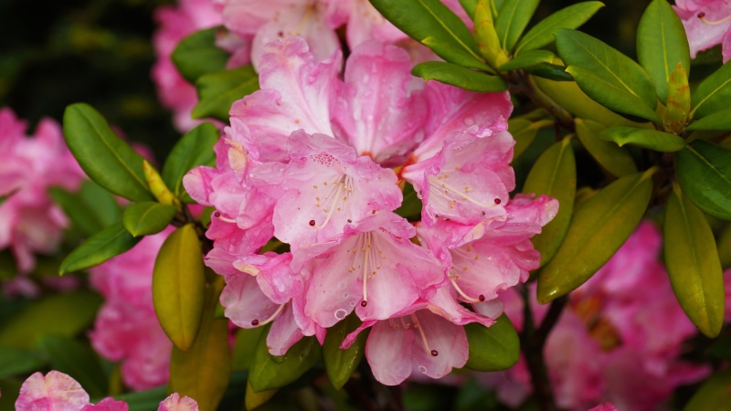 ultra, freshness, plants, botany, dew, plant part, blossom, growth, springtime, pink color, ornamental, mobile, hd, tablet, flower head, leaf, 4K, woody