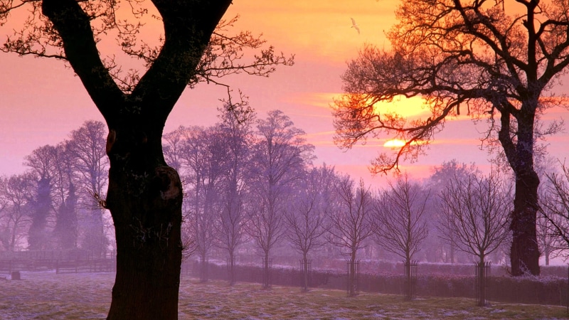 united kingdom, cotswold hills, tranquility, tree, sunlight, sunset, gloucestershire, cheltenham, beauty in nature, growth, orange color, sunrise, mist