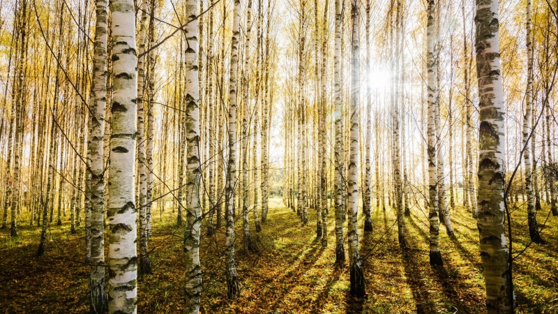 5K, sunshine, woody plant, tranquility, sunbeam, no people, tree, growth, trunk, land, tree trunk, 5k uhd, birch, non-urban scene, plant, birch forest