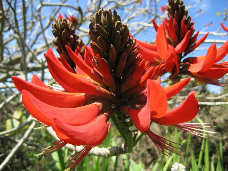 freshness, beauty in nature, fragility, Bloom, inflorescence, pollen, growth, erythrina, outdoors, focus on foreground, springtime, bracts, plant, red