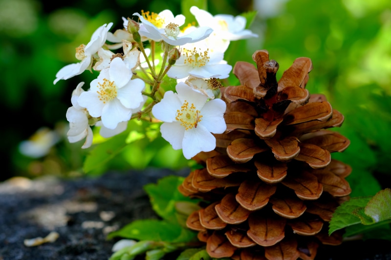 no people, beauty in nature, freshness, large, flora, pine cones, risen, open, public record, woods, pine greenhouse, scale, blossom, vulnerability, white