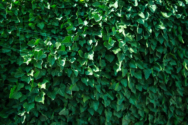 green color, plant part, flower, outdoors, woody plant, apiales, 4K, no people, raindrop, full frame, leaf, deciduous, shrub, ivy, land plant, hedge, land