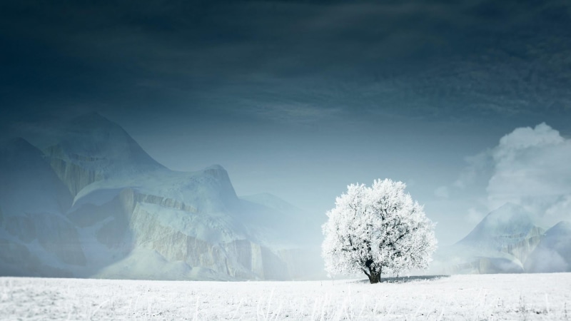 tree, mountain, tranquil scene, cold temperature, snow, lonely tree, day, ice, environment, beauty in nature, snowcapped mountain, 1080P, frost, winter