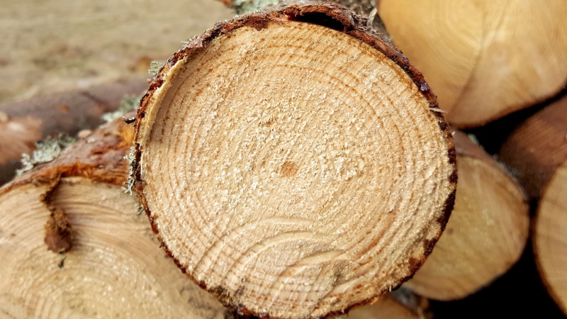 log, focus on foreground, full frame, no people, lumber industry, 4K, nature, land, forest, tree, sawmill, wood, firewood, sawn, tree ring, timber, stack
