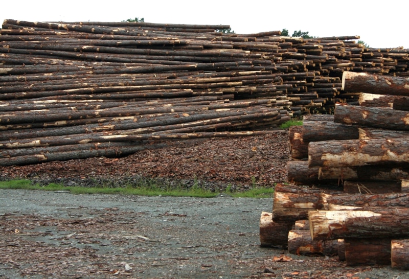 mill, outdoors, woodpile, architecture, hardwood, wood, heap, large group of objects, material, forest, logging, forestry, environmental issues, woodwork