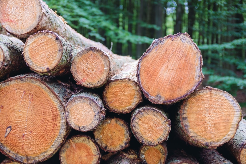 trunk, day, deforestation, tree ring, pile, firewood, cut, environmental issues, environment, fossil fuel, forest, background, wooden, lumber, stack, natural