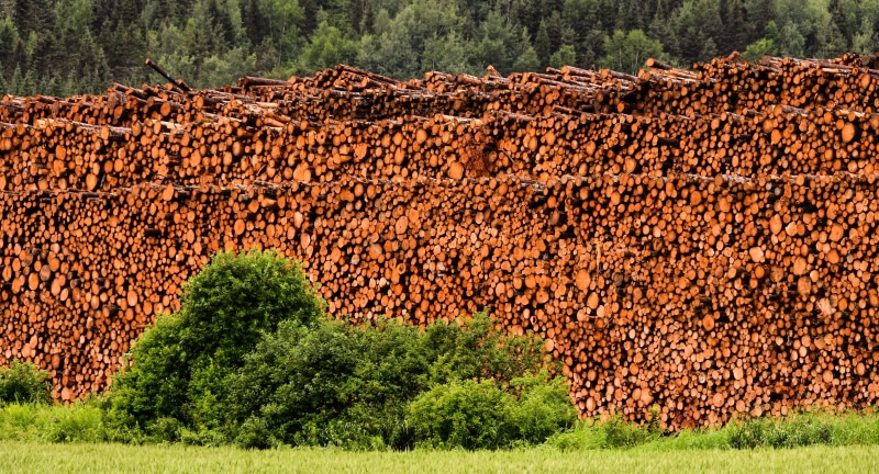 outdoors, trunk, stack, beauty in nature, land, no people, pine, timber, field, nature, agriculture, forest, day, 5K, trees, brown, log, green color, tree