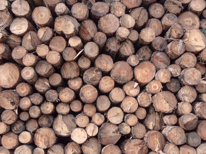 Sawmill, Carpenter, deforestation, Trunk, brown, 5K, kindling, abundance, log, pine, wood - material, court, fuel and power generation, group, cut, firm