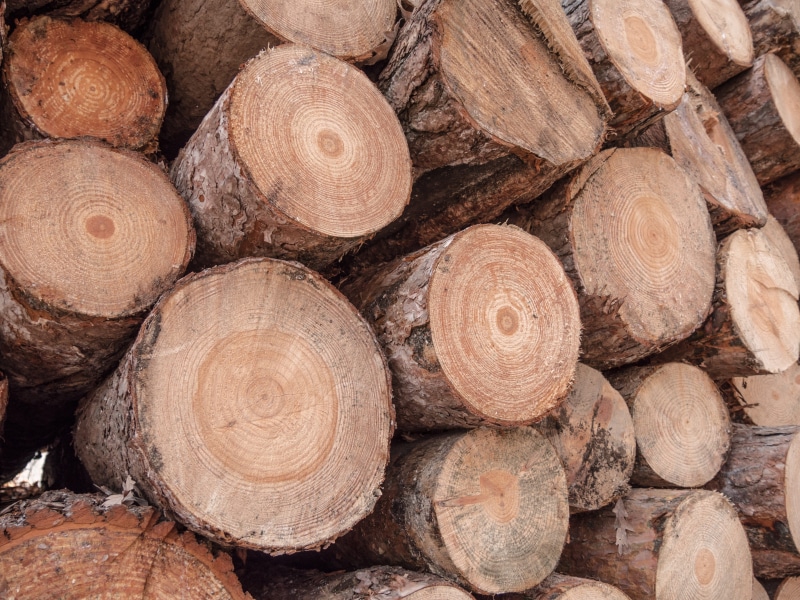 kindling, cut, timber, backgrounds, close-up, outdoors, firm, deforestation, order, wood - material, Canada, geometric shape, texture, heap, sierra, group