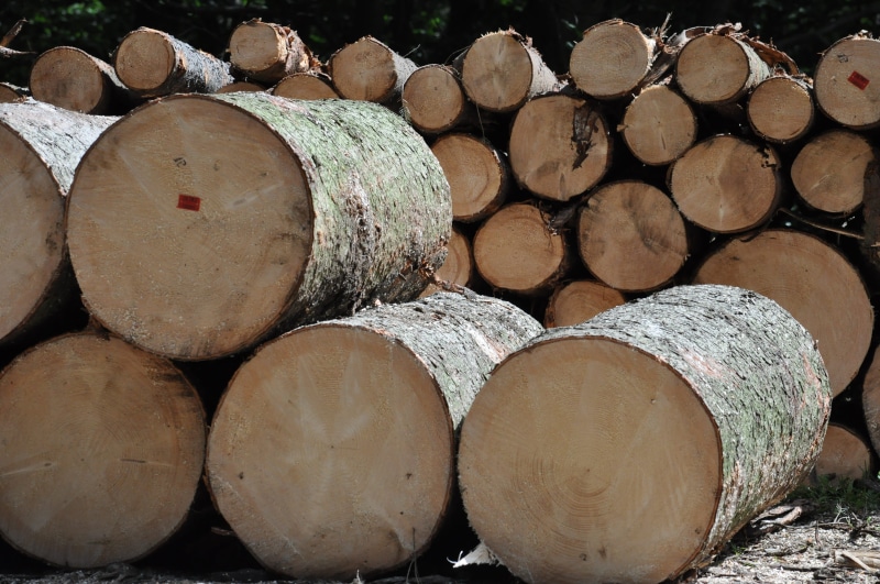 4K, gray, tree, nature, log, lumber industry, day, fossil fuel, abundance, firewood, circle, wood, slice, fuel and power generation, forest, outdoors