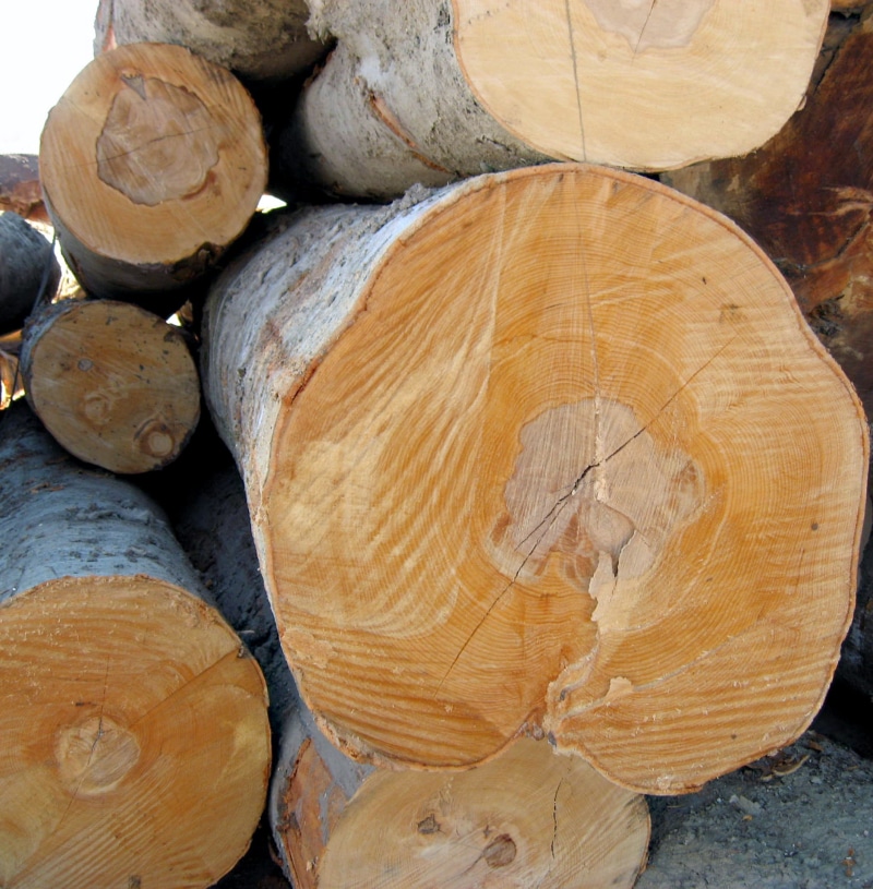 cut, weathered, cross Section, tree ring, forestry, woodpile, fuel and power generation, bark, pattern, lumber Industry, growth, lumber, full frame, trunk