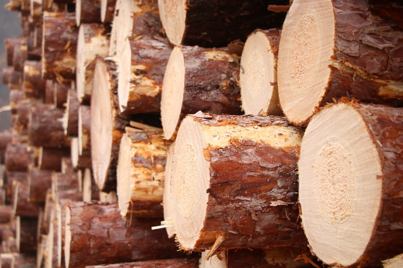 firewood, close-up, wood, nature, lumber industry, tree, chopped, day, cannon township, environmental issues, wood - material, large group of objects, trees