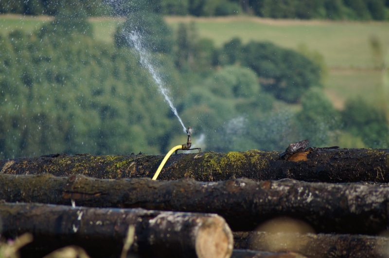 spränkeln, in the, industry, storage, water, beech, green color, wood trunks, motion, processing, nature, sprinkler, selective focus, sawmill, factory