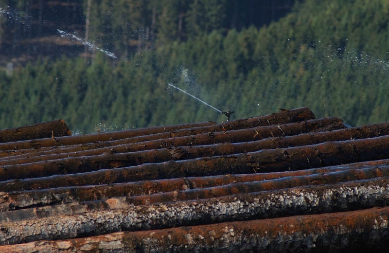 wood, processing, spränkler system, fishing, no people, invertebrate, 4K, transportation, land, keep moist, wood - material, water, store, beech, in the